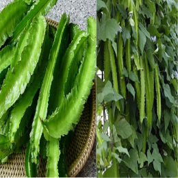 SBJEI-FRESH WINGED BEAN